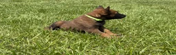 Belgian Malinois dogs for sale: Houston - Ad 9