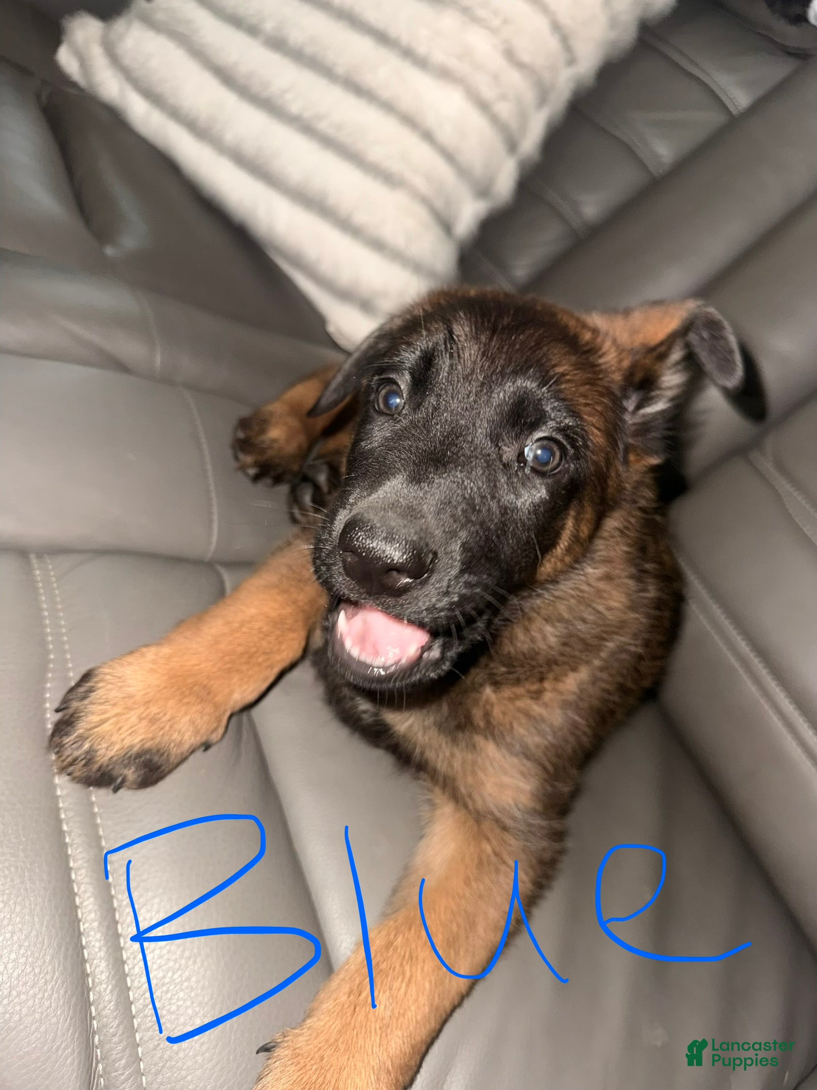 Mixed Breed dogs for sale: German Shepard/ Belgian Malinois 5 blue collar boy  - Ad 4