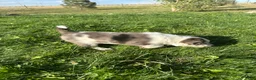 Mixed Breed dogs for sale: Merle Girl 1 - Ad 3