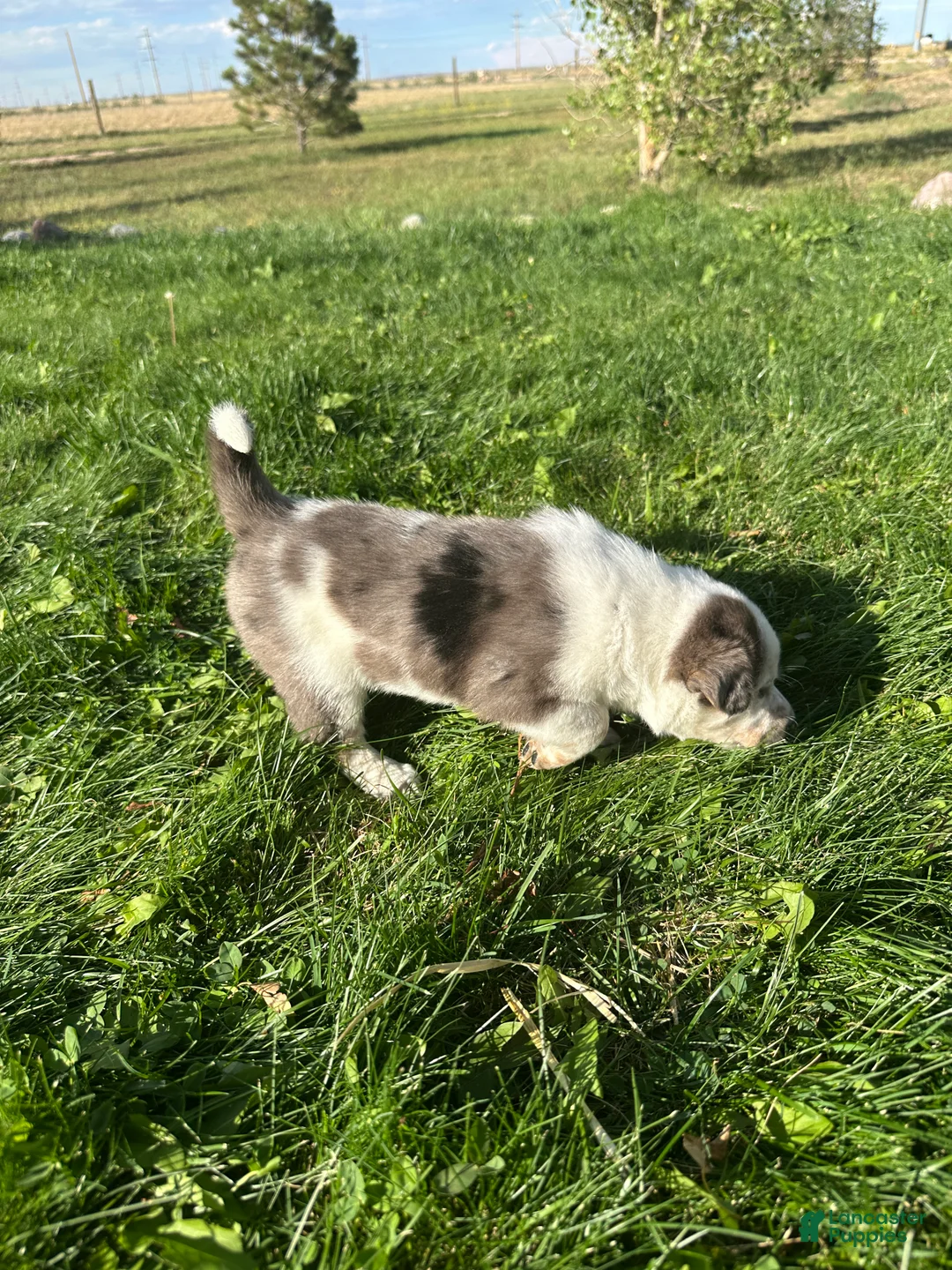 Mixed Breed dogs for sale: Merle Girl 1 - Ad 3