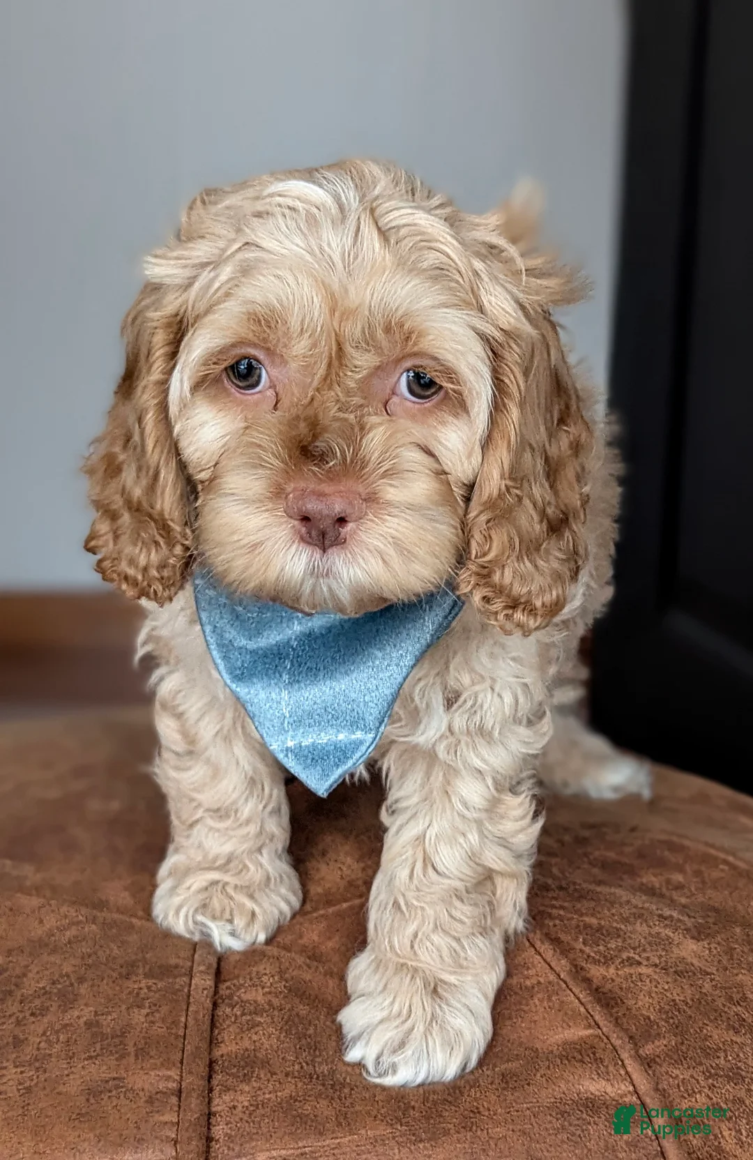 Cockapoo dogs for sale: Beckham Red Collar - Ad 2