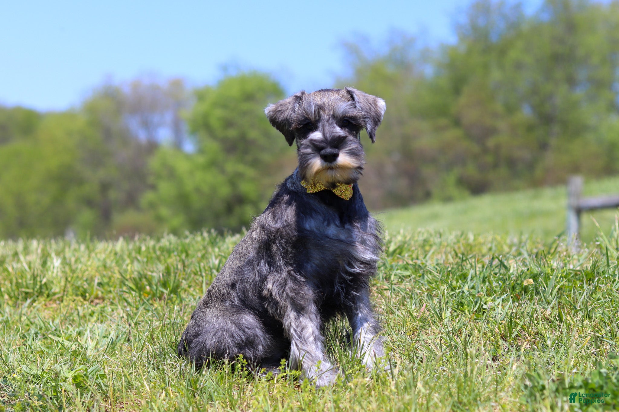 Miniature Schnauzer dogs Nolan - Ad 1