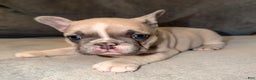 French Bulldog dogs for sale: Maybelline - Ad 2
