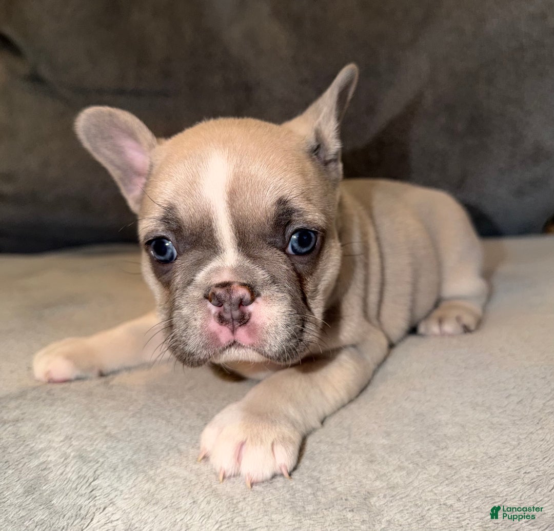 French Bulldog dogs for sale: Maybelline - Ad 2