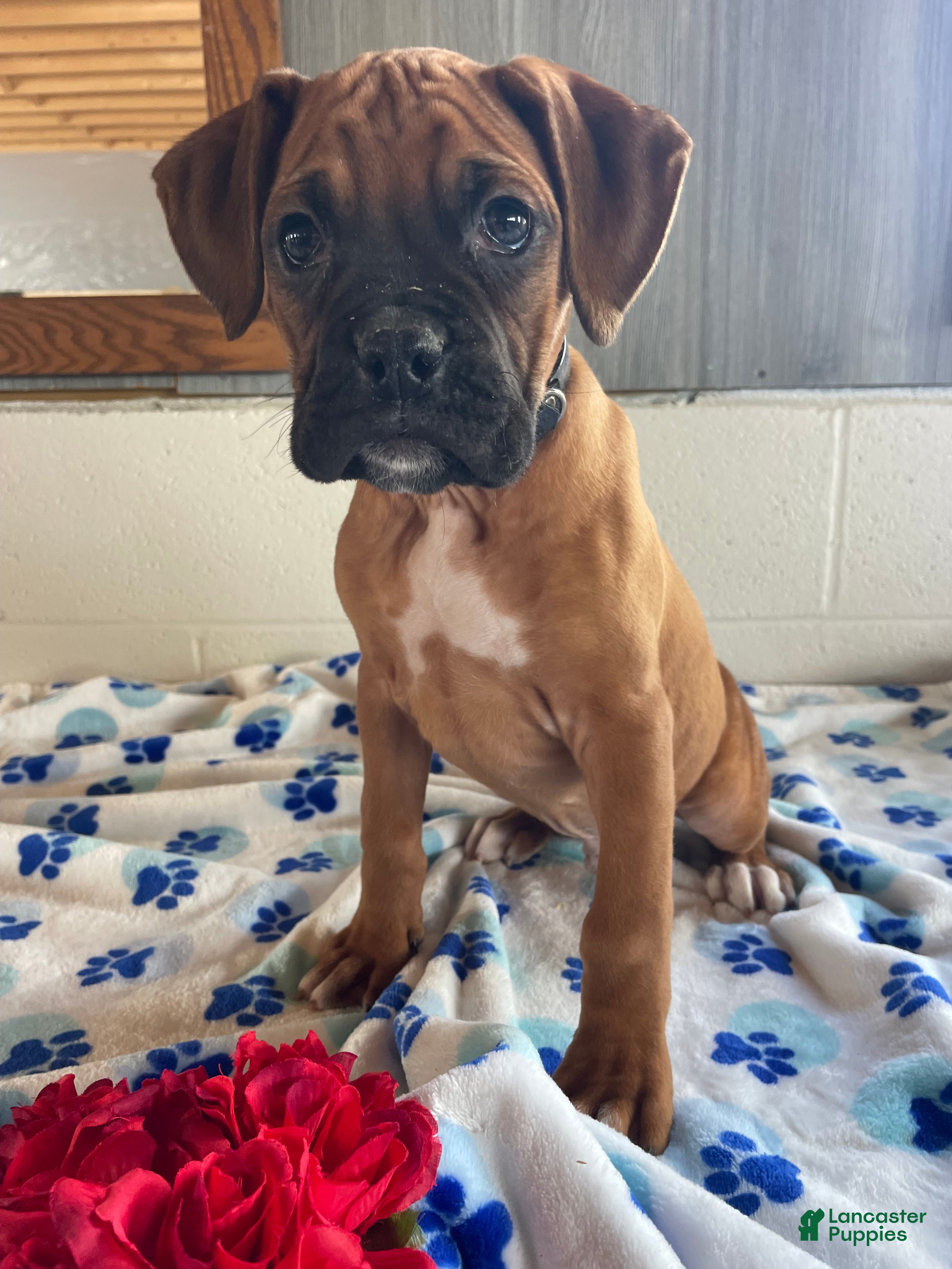 Boxer dogs Brody - Ad 26
