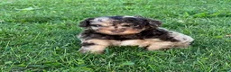 Aussiedoodle dogs for sale: Toffee Miniature Aussiedoodle  - Ad 5