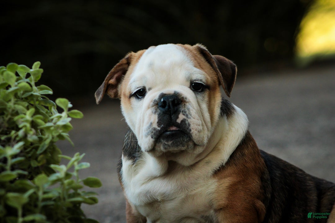 English Bulldog dogs Riley English Bulldog  - Ad 1