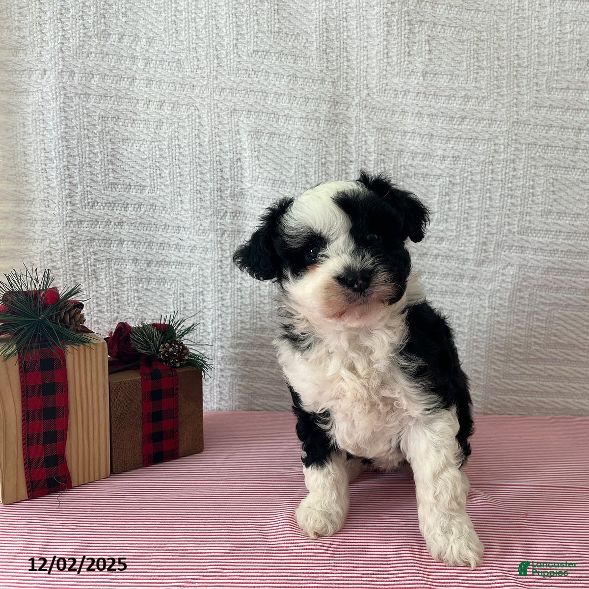 Mini Aussiedoodle dogs Marley - Ad 13