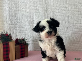 Mini Aussiedoodle dogs Marley - Ad 21
