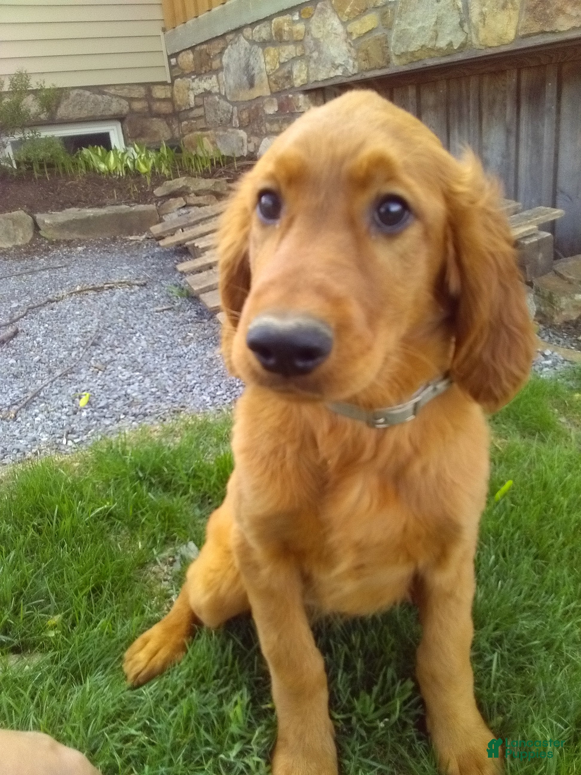 Mixed Breed dogs Ramona - Ad 2