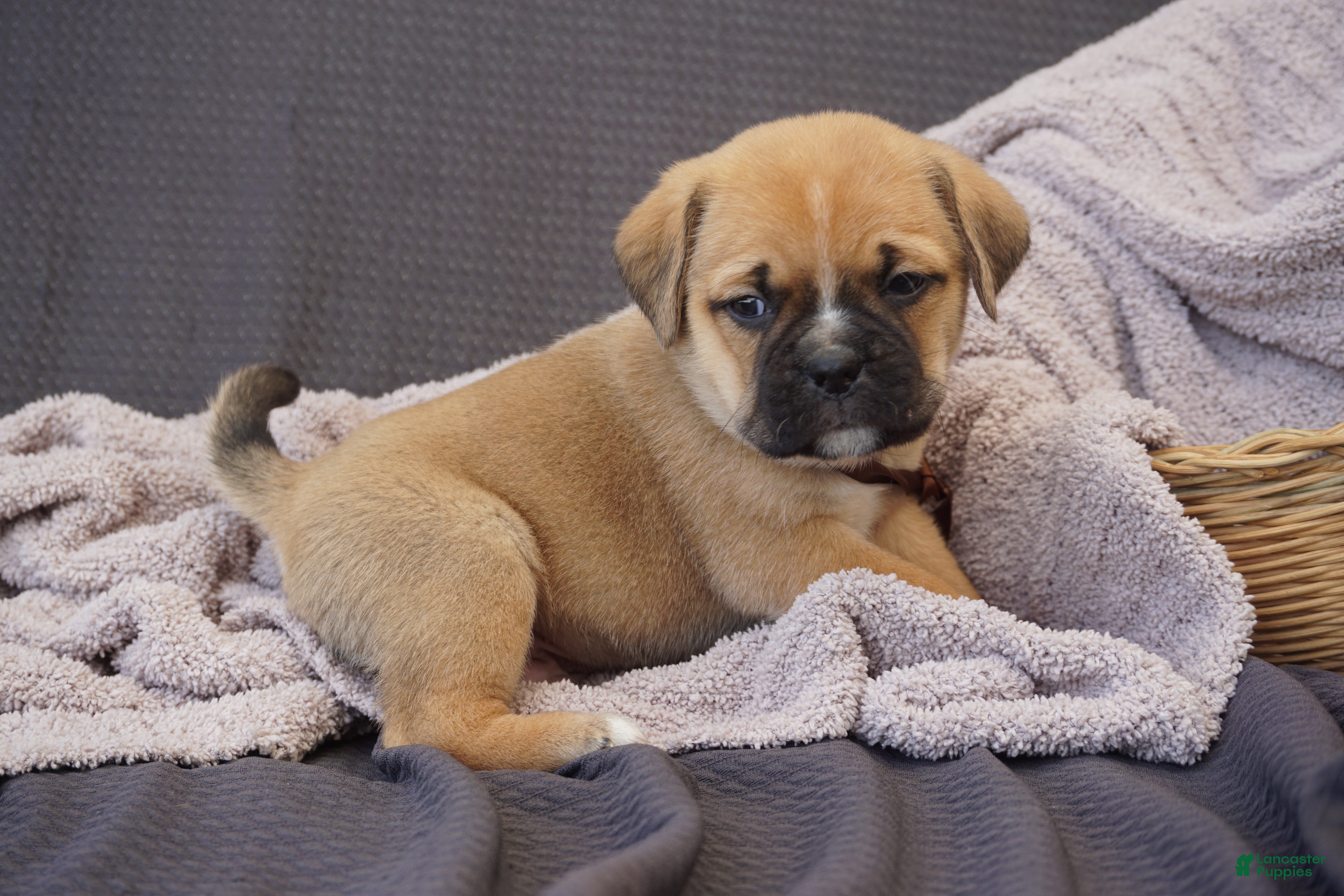 Puggle dogs Hugo - Ad 2