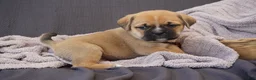 Puggle dogs for sale: Hugo - Ad 2