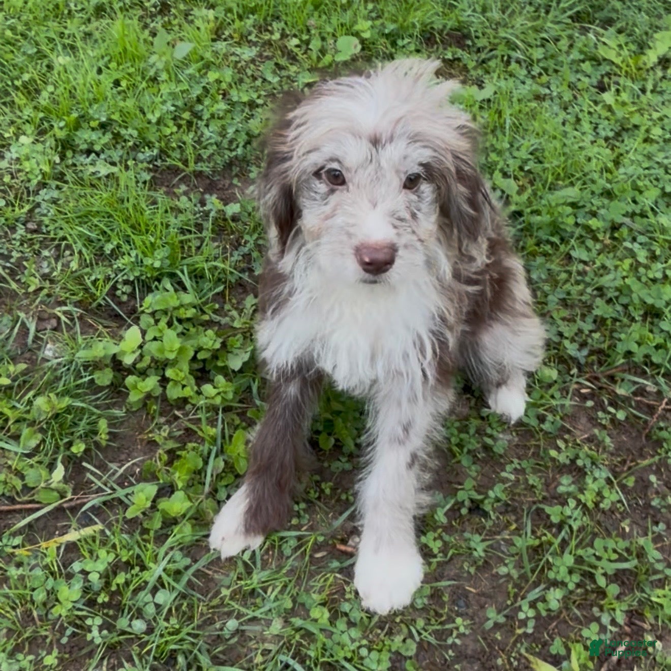 Mini Goldendoodle dogs Ariel - Ad 1