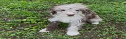 Mini Goldendoodle dogs for sale: Ariel - Ad 1