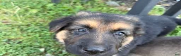 German Shepherd dogs for sale: Camo collar  - Ad 2
