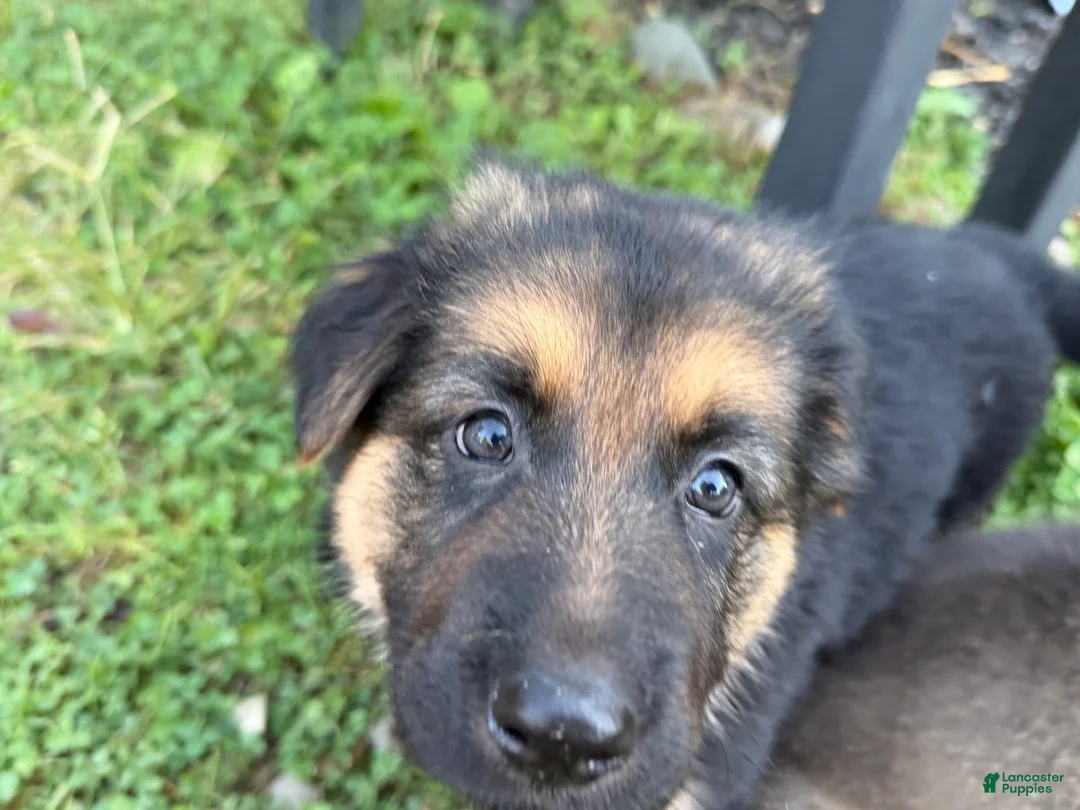 German Shepherd dogs for sale: Camo collar  - Ad 2