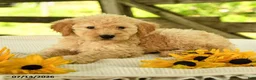Mini Goldendoodle dogs for sale: Trina - Ad 7
