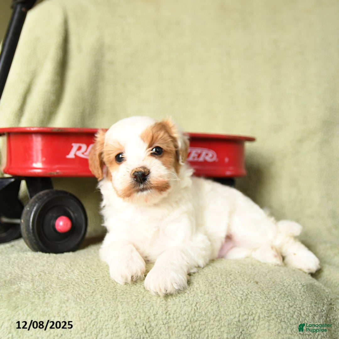 Havapoo dogs for sale: Leo - Ad 3