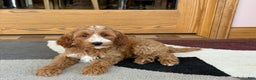 Cockapoo dogs for sale: Dolly - Ad 6