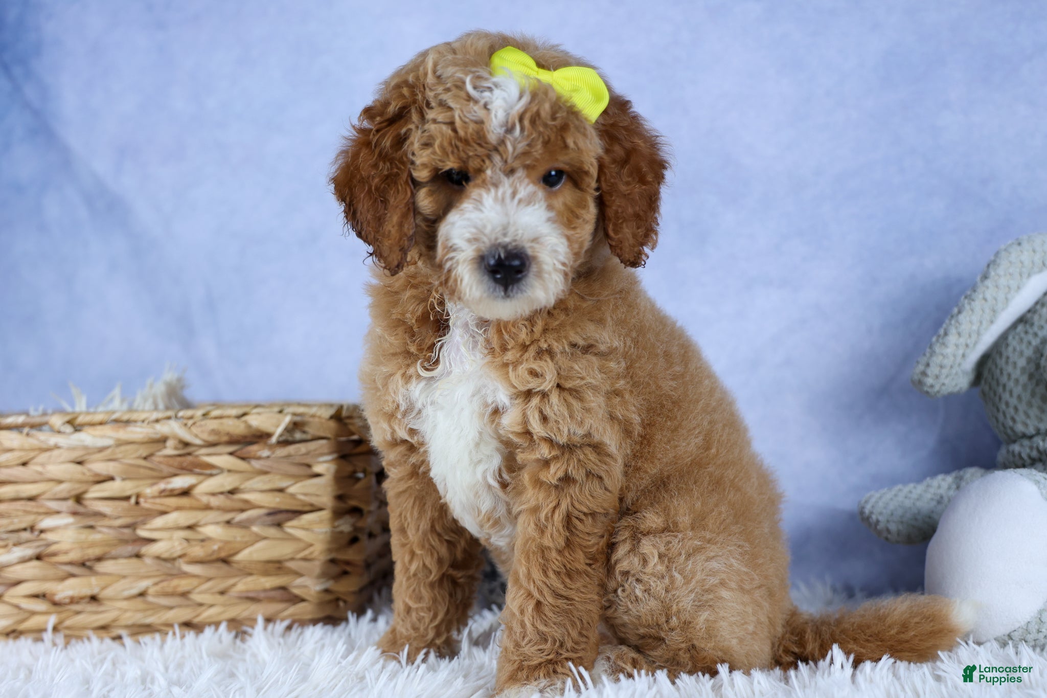Mini Goldendoodle dogs 🐾 Meet Nova – F2B Mini Goldendoodle Puppy 🐾 - Ad 1