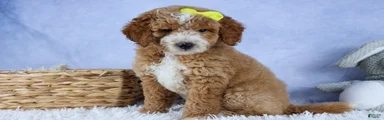 🐾 Meet Nova – F2B Mini Goldendoodle Puppy 🐾