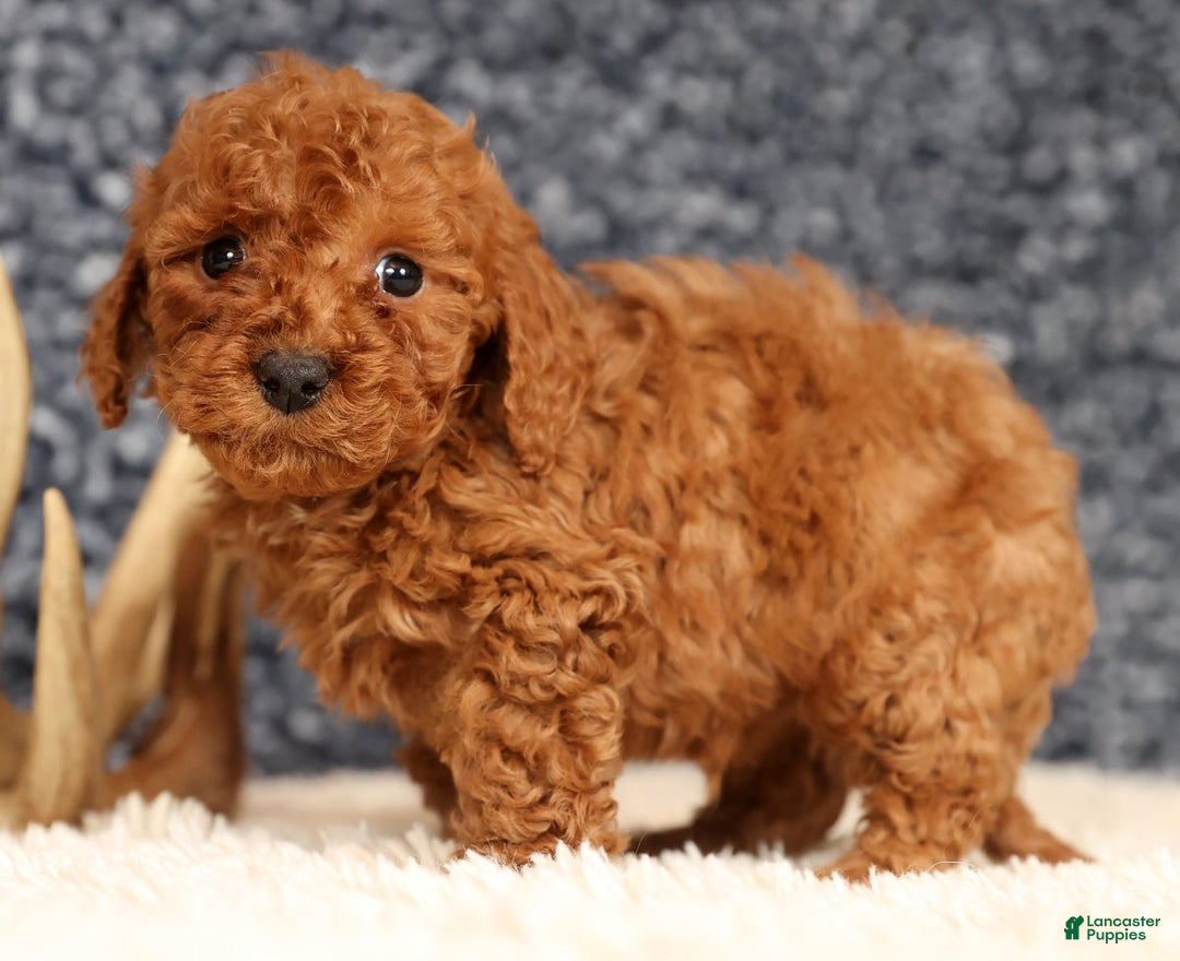 Bichpoo dogs for sale: Finn - Ad 8