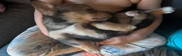 Mixed Breed dogs for sale: No collar  - Ad 3