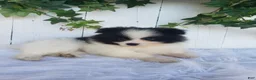 Pomeranian dogs for sale: Ollie  - Ad 2