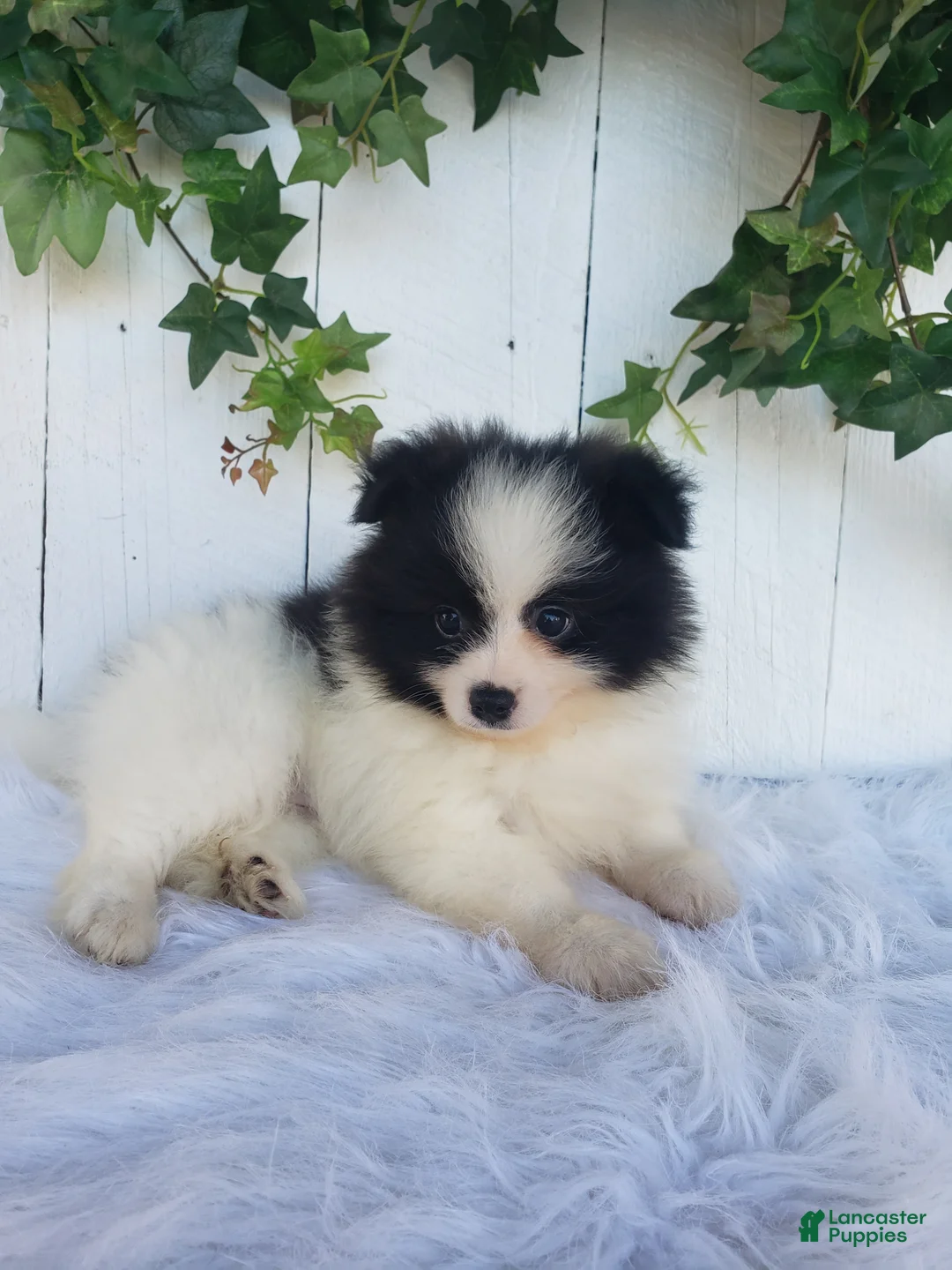 Pomeranian dogs for sale: Ollie  - Ad 2