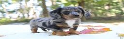 Miniature Dachshund dogs for sale: Sonny - Ad 7