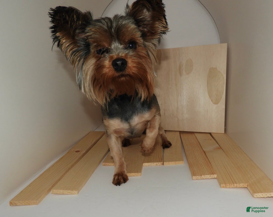 Mixed Breed dogs for sale: Mixed Breed Puppy 3 - Ad 9