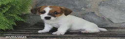 Jack Russell Terrier dogs for sale: Miles - Ad 3
