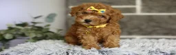 Toy Poodle dogs for sale: Amara  - Ad 4