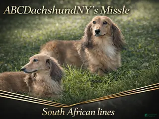 Miniature Dachshund dogs Missle - Ad 34