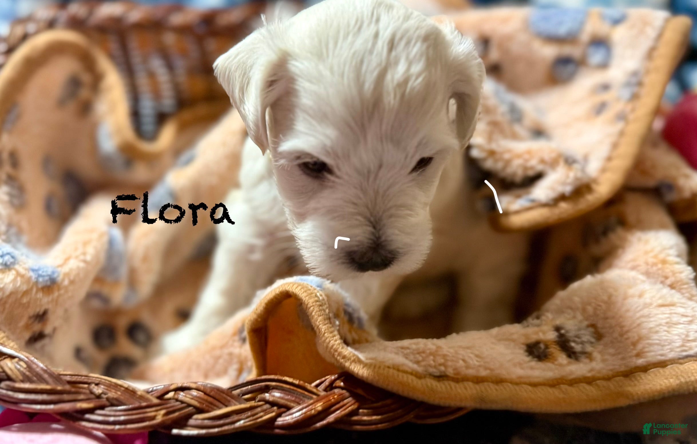 Miniature Schnauzer dogs for sale: Flora - Ad 3