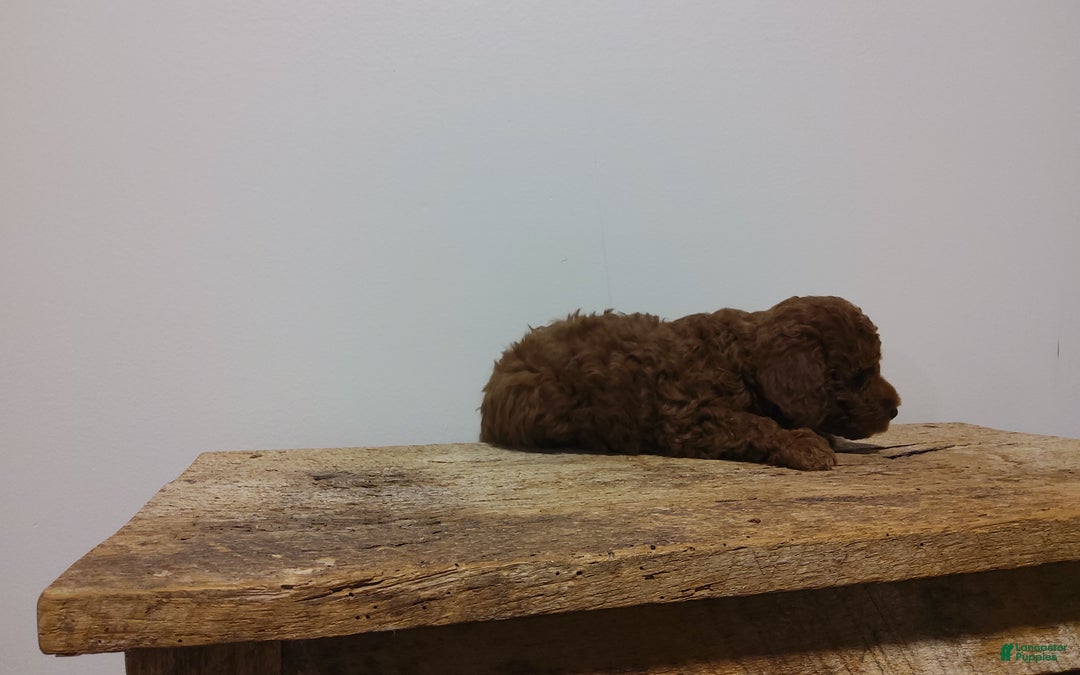 Miniature Poodle dogs for sale: Miniature Poodle Puppy 1 - Ad 6