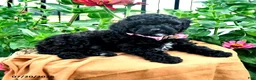 Toy Poodle dogs for sale: Frisky - Ad 5