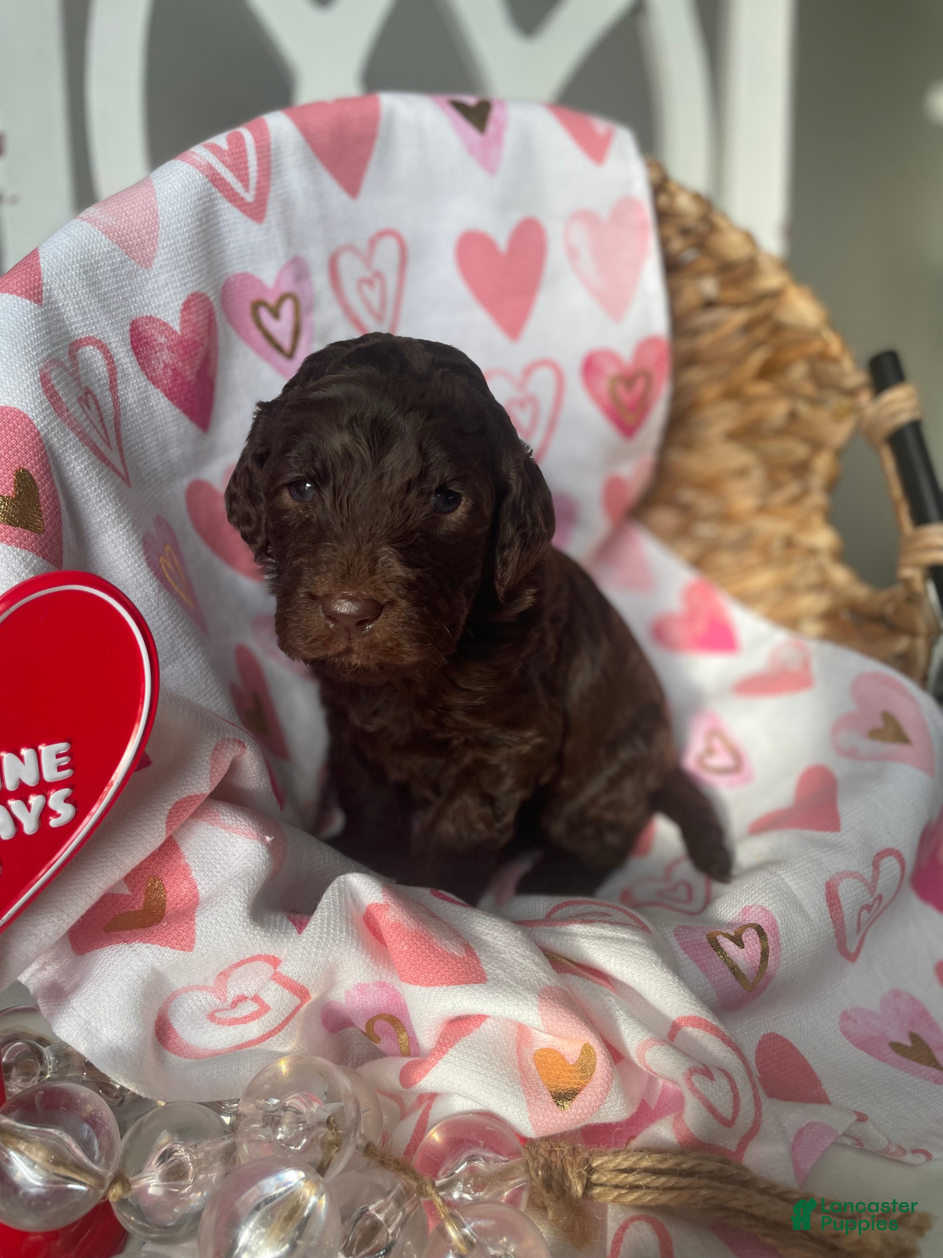 Goldendoodle dogs Ms tan - Ad 21