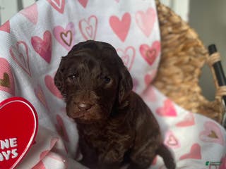 Goldendoodle dogs Ms tan - Ad 16