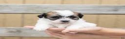 Teddy Bear dogs for sale: Birch - Ad 6