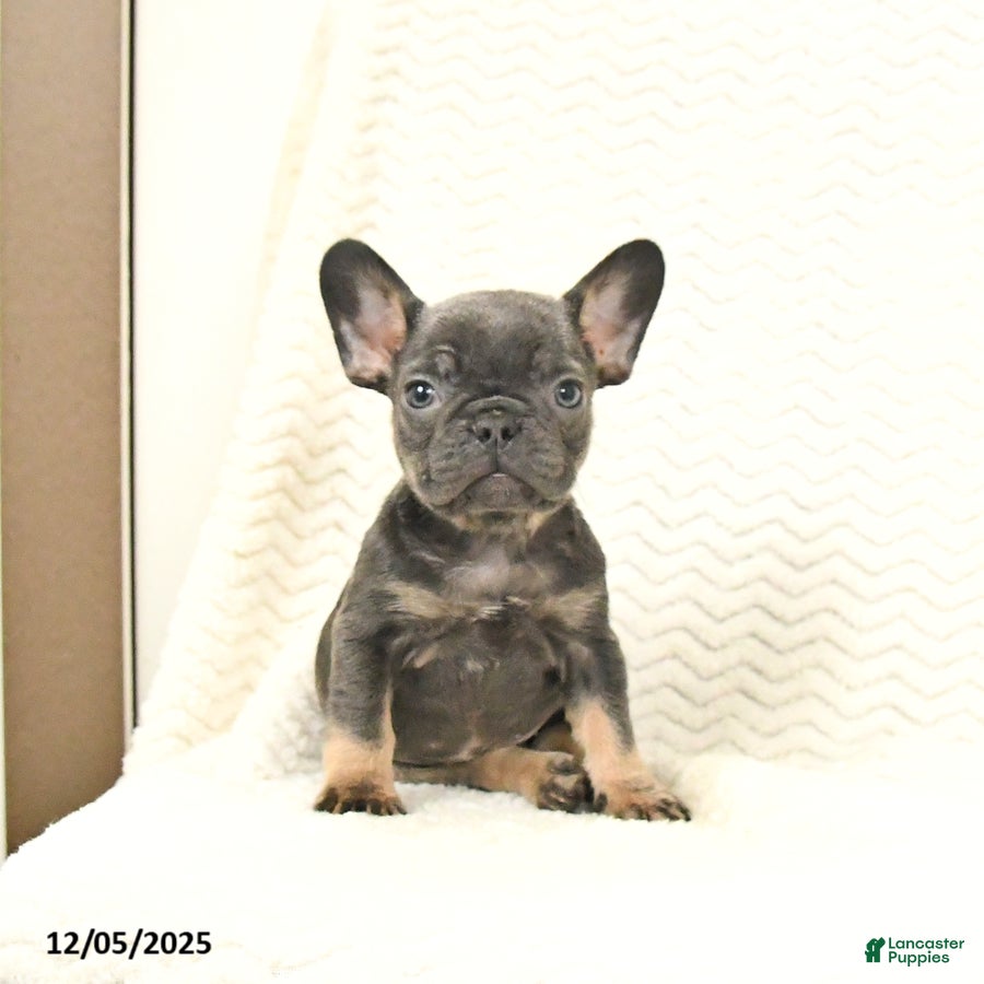French Bulldog dogs Blossom - Ad 37