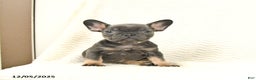 French Bulldog dogs for sale: Blossom - Ad 1