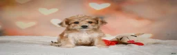 Yorkiepoo dogs for sale: Becca - Ad 4