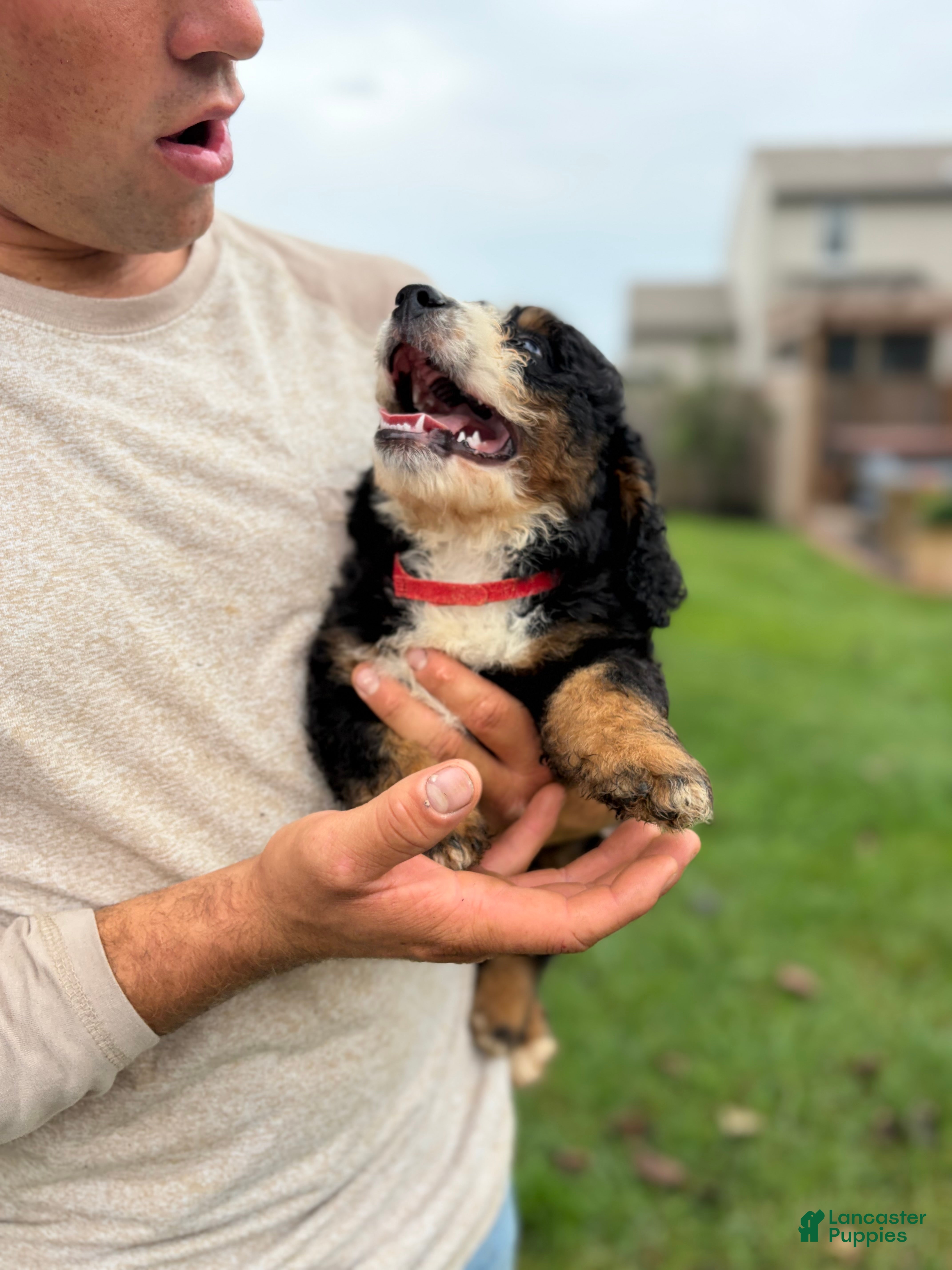 Mini Bernedoodle dogs Bruno  - Ad 2