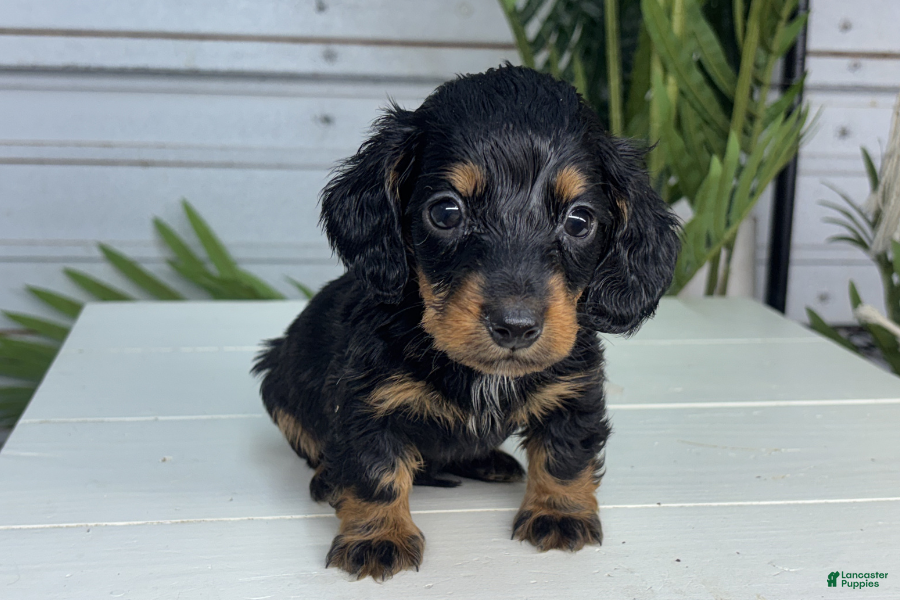 Miniature Dachshund dogs for sale: Charles - Ad 2