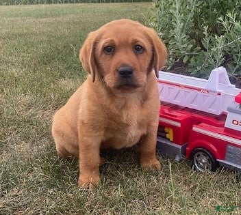 Labrador Retriever dogs Sandy  - Ad 1