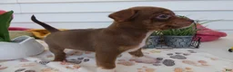 Chihuahua dogs for sale: Chihuahua Puppy 6 Sabrina - Ad 4