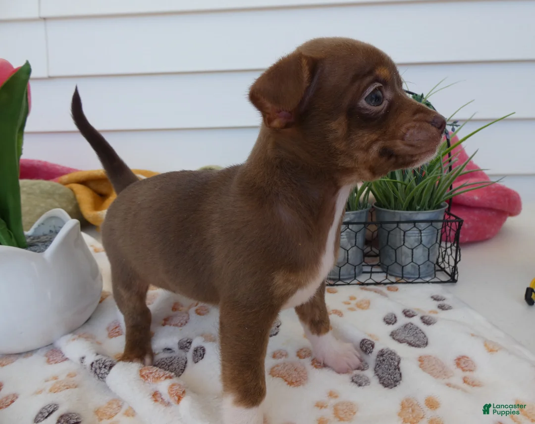 Chihuahua dogs for sale: Chihuahua Puppy 6 Sabrina - Ad 4