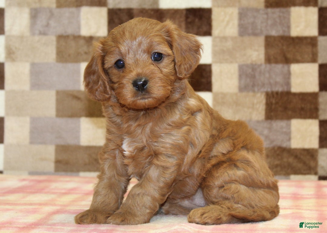 Cavapoo dogs for sale: Fancy - Ad 1