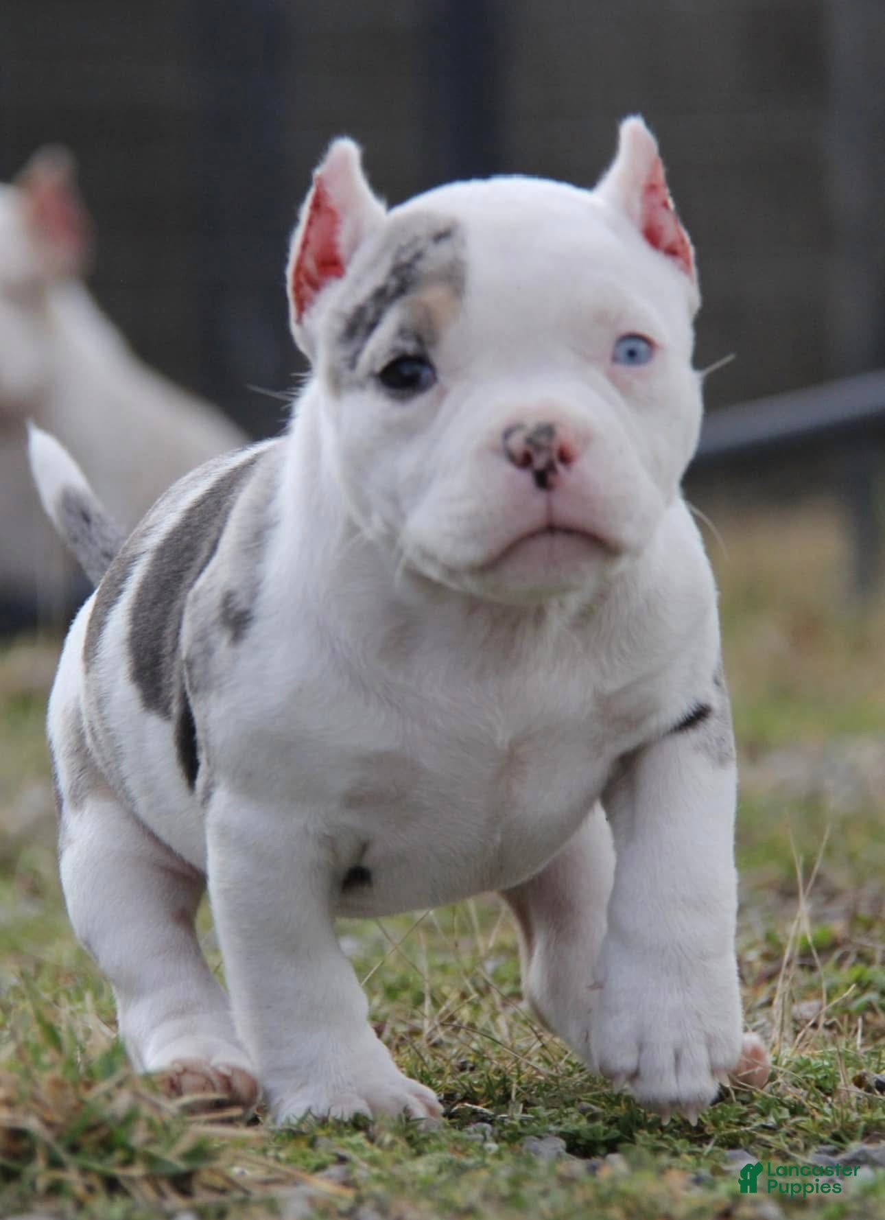 American Bully dogs Maybe - Ad 2